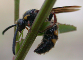 Scolia nobilitata